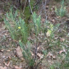 Acacia boormanii at Mongarlowe, NSW - suppressed