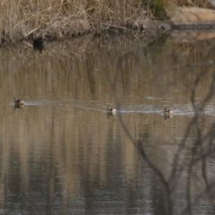 Tachybaptus novaehollandiae (Australasian Grebe) at Pine Island to Point Hut - 22 Aug 2023 by RodDeb