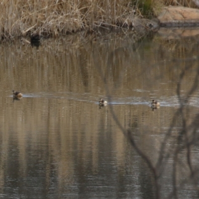 Tachybaptus novaehollandiae (Australasian Grebe) at Greenway, ACT - 22 Aug 2023 by RodDeb