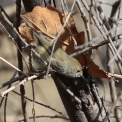 Acanthiza pusilla (Brown Thornbill) at Greenway, ACT - 22 Aug 2023 by RodDeb