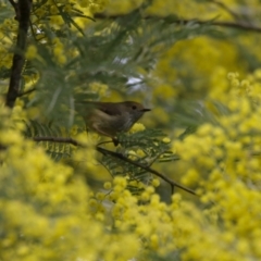 Acanthiza pusilla at Greenway, ACT - 22 Aug 2023