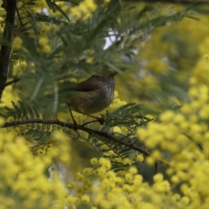 Acanthiza pusilla at Greenway, ACT - 22 Aug 2023