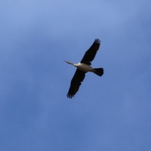 Anhinga novaehollandiae at Greenway, ACT - 22 Aug 2023