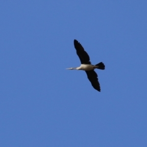 Anhinga novaehollandiae at Greenway, ACT - 22 Aug 2023