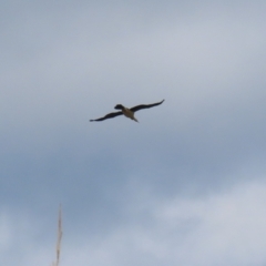 Anhinga novaehollandiae at Greenway, ACT - 22 Aug 2023 02:10 PM