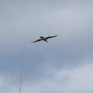 Anhinga novaehollandiae at Greenway, ACT - 22 Aug 2023