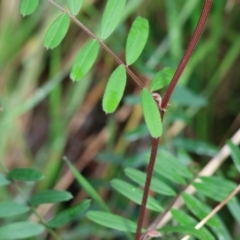 Vicia sp. (A Vetch) at West Wodonga, VIC - 20 Aug 2023 by KylieWaldon