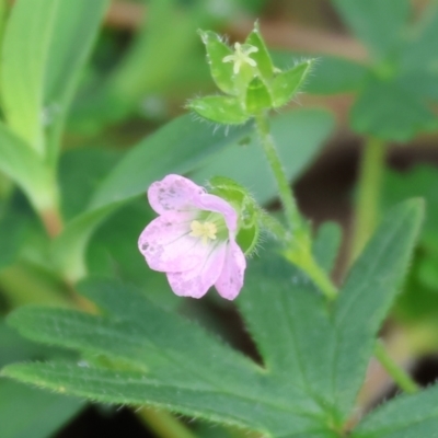Geranium solanderi var. solanderi (Native Geranium) at West Wodonga, VIC - 20 Aug 2023 by KylieWaldon