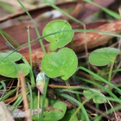 Dichondra repens (Kidney Weed) at West Wodonga, VIC - 19 Aug 2023 by KylieWaldon