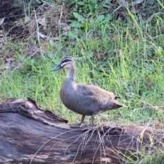 Anas superciliosa (Pacific Black Duck) at West Wodonga, VIC - 20 Aug 2023 by KylieWaldon