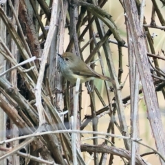 Acanthiza pusilla (Brown Thornbill) at West Wodonga, VIC - 20 Aug 2023 by KylieWaldon