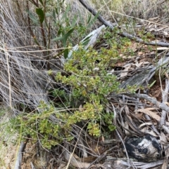 Boronia algida (Alpine Boronia) at Paddys River, ACT - 19 Aug 2023 by NickiTaws