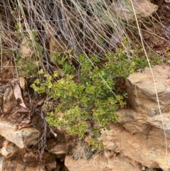 Boronia algida (Alpine Boronia) at Paddys River, ACT - 19 Aug 2023 by NickiTaws