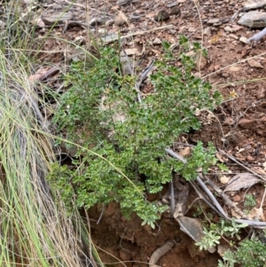 Boronia algida at Paddys River, ACT - 19 Aug 2023