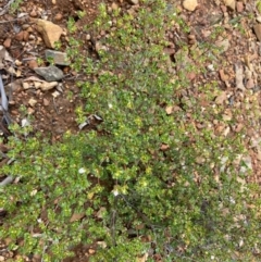 Boronia algida (Alpine Boronia) at Paddys River, ACT - 19 Aug 2023 by NickiTaws