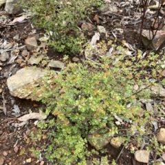 Boronia algida (Alpine Boronia) at Tidbinbilla Nature Reserve - 19 Aug 2023 by NickiTaws