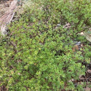 Boronia algida at Paddys River, ACT - 19 Aug 2023