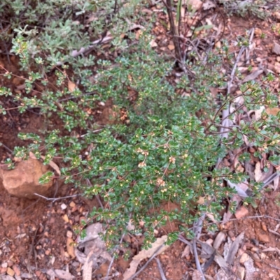 Boronia algida (Alpine Boronia) at Paddys River, ACT - 19 Aug 2023 by NickiTaws