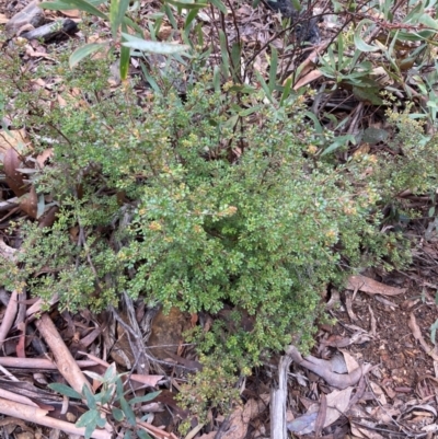 Boronia algida (Alpine Boronia) at Paddys River, ACT - 19 Aug 2023 by NickiTaws