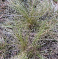 Nassella trichotoma (Serrated Tussock) at Paddys River, ACT - 19 Aug 2023 by NickiTaws