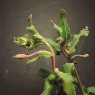 Oenothera indecora subsp. bonariensis (Small-flower Evening Primrose) at Paddys River, ACT - 4 Jun 2023 by michaelb