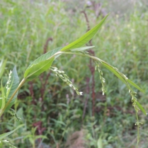 Persicaria hydropiper at Tuggeranong, ACT - 25 Feb 2023 06:09 PM