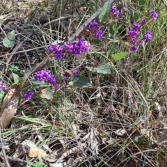 Hardenbergia violacea (False Sarsaparilla) at Macarthur, ACT - 23 Aug 2023 by LPadg