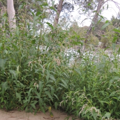 Persicaria lapathifolia (Pale Knotweed) at Tuggeranong, ACT - 25 Feb 2023 by MichaelBedingfield