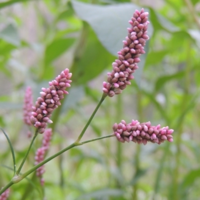Persicaria decipiens (Slender Knotweed) at Tuggeranong, ACT - 25 Feb 2023 by michaelb