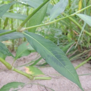 Persicaria decipiens at Tuggeranong, ACT - 25 Feb 2023