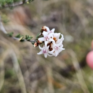 Cryptandra speciosa subsp. speciosa at Tuggeranong, ACT - 22 Aug 2023 11:37 AM