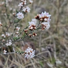 Cryptandra speciosa subsp. speciosa at Tuggeranong, ACT - 22 Aug 2023 11:37 AM