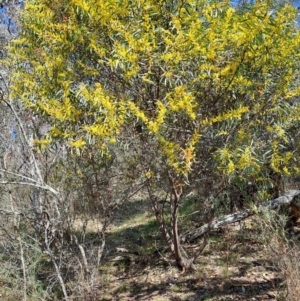 Acacia rubida at Tuggeranong, ACT - 23 Aug 2023