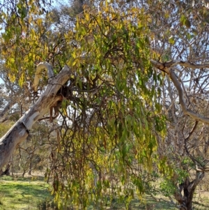 Amyema miquelii at Tuggeranong, ACT - 23 Aug 2023 11:55 AM