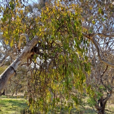 Amyema miquelii (Box Mistletoe) at Wanniassa Hill - 23 Aug 2023 by LPadg