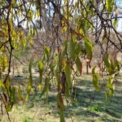 Amyema miquelii at Tuggeranong, ACT - 23 Aug 2023 11:55 AM