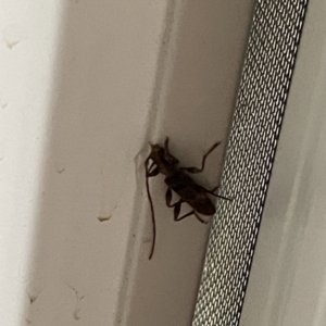 Cerambycidae (family) at Surf Beach, NSW - 22 Aug 2023 07:54 PM