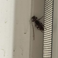 Cerambycidae (family) at Surf Beach, NSW - 22 Aug 2023 07:54 PM