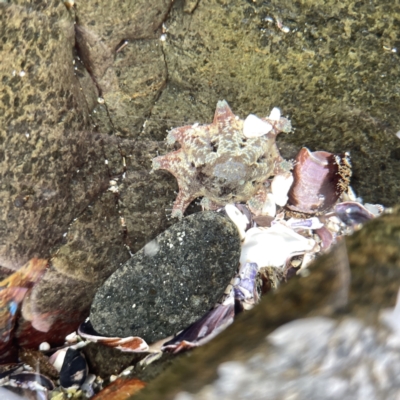 Meridiastra calcar (Eight arm Seastar) at Bawley Point, NSW - 22 Aug 2023 by Hejor1