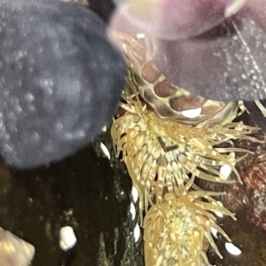 Oulactis muscosa at Bawley Point, NSW - 22 Aug 2023 12:56 PM