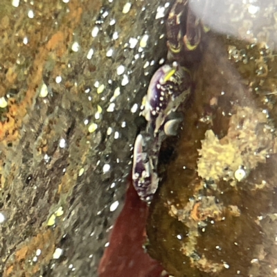 Leptograpsus variegatus (Purple Rock Crab) at Bawley Point, NSW - 22 Aug 2023 by Hejor1