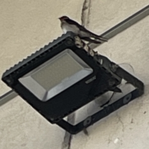 Hirundo neoxena at Batemans Bay, NSW - 22 Aug 2023 03:07 PM