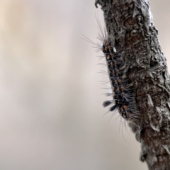 Asura cervicalis (Spotted Lichen Moth) at Batemans Bay, NSW - 22 Aug 2023 by Hejor1