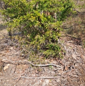 Pyracantha angustifolia at Tuggeranong, ACT - 23 Aug 2023