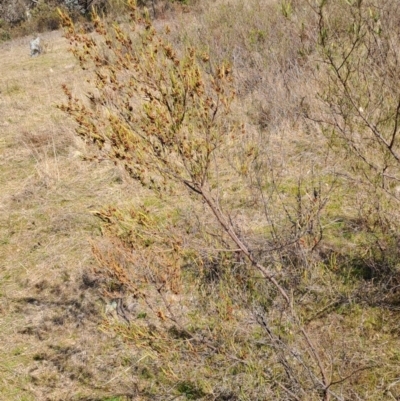 Dodonaea viscosa subsp. angustissima (Hop Bush) at Tuggeranong, ACT - 23 Aug 2023 by LPadg