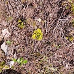 Drosera gunniana (Pale Sundew) at Tuggeranong, ACT - 23 Aug 2023 by LPadg