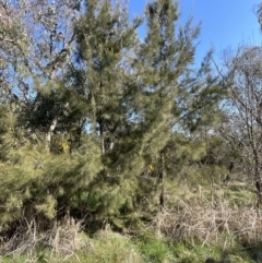 Casuarina cunninghamiana subsp. cunninghamiana (River She-Oak, River Oak) at Bruce Ridge to Gossan Hill - 23 Aug 2023 by JVR