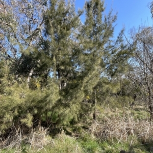 Casuarina cunninghamiana subsp. cunninghamiana at Bruce, ACT - 23 Aug 2023 01:49 PM