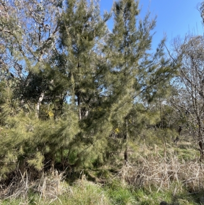 Casuarina cunninghamiana subsp. cunninghamiana (River She-Oak, River Oak) at Bruce Ridge to Gossan Hill - 23 Aug 2023 by JVR