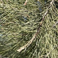 Casuarina cunninghamiana subsp. cunninghamiana at Bruce, ACT - 23 Aug 2023